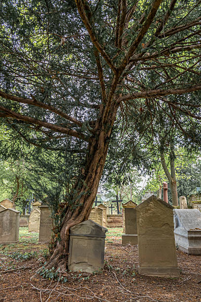 istock Tombstones and trees in the old cemetery in Stuttgart, Germany 2212746906