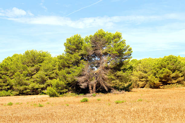 Red pine forest