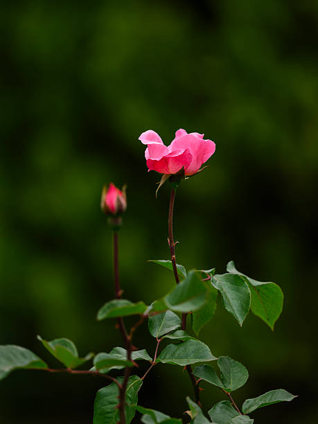 beautiful pink rose in garden