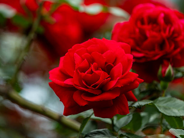 istock beautiful red roses in the nature 2212750695