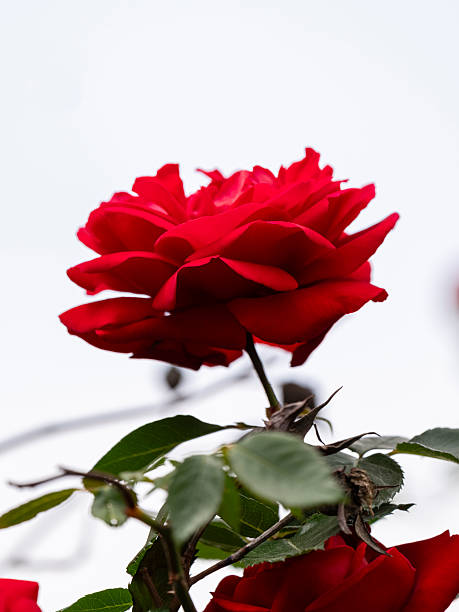 istock beautiful red rose in the nature 2212753046