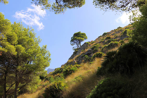 A scenic hillside in Mallorca, Spain, features lush vegetation and several trees, such as Pinus halepensis. The terrain is sloped and covered with green shrubs and grasses. A singular tree stands out against a clear blue sky near the hill's peak, creating a picturesque natural landscape typical of Mediterranean regions. The sun casts a warm glow, highlighting the textures of the foliage.