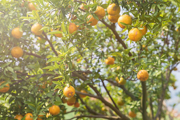 Trabalho Conjunto Une Poder Público, Entidades Setoriais e Setor produtivo na Luta Contra o Greening. Imagem: Istockphoto.com Trabalho Conjunto Une Poder Público, Entidades Setoriais e Setor produtivo na Luta Contra o Greening. Imagem: Istockphoto.com