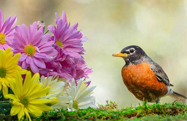 istock Portrait of Robin 2212756186