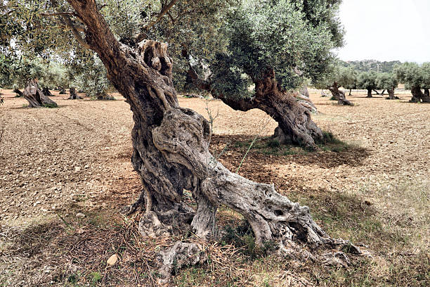 Tuscany is considered the leading producer of extra-virgin olive oil in the world. This region in Central Italy is blessed with luscious olive groves and rolling vineyards, growing several types of olives. You'll often hear Tuscans refer to extra-virgin olive oil (EVOO) as oro verde (“green gold”).