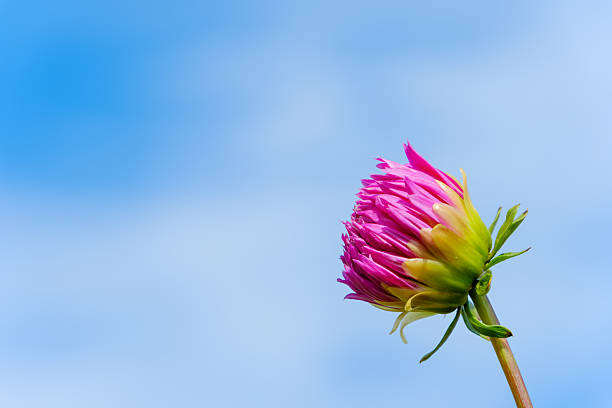 A vibrant pink dahlia bud, showing hints of yellow and green, reaches upwards against a clear, bright blue sky.