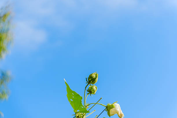 A pale white hibiscus flower, showing signs of fading, droops alongside two green buds and a leaf with holes, set against a vast expanse of clear blue sky.