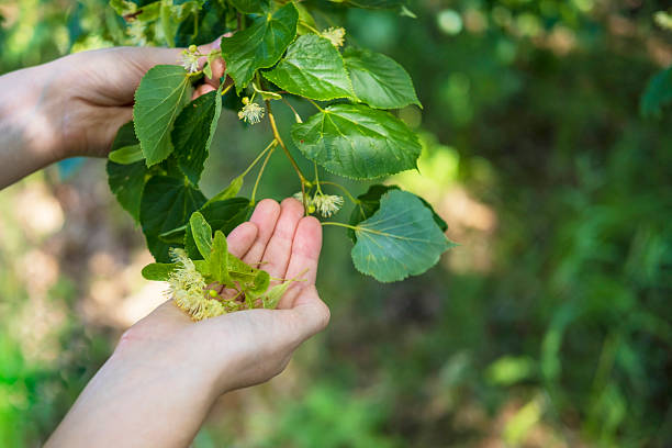 istock Hands gently pluck fresh lime blossoms from a lush tree. Dried flowers can be brewed as a tea and drunk during illness. 2212759104