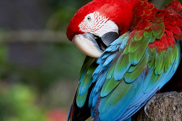 istock Close up head the red macaw parrot bird in garden 2212759213