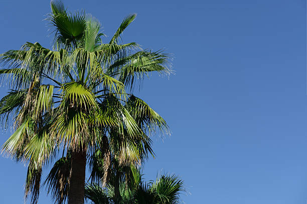 istock palm trees tall on blue sky background, summer tropical vacation concept 2212761215