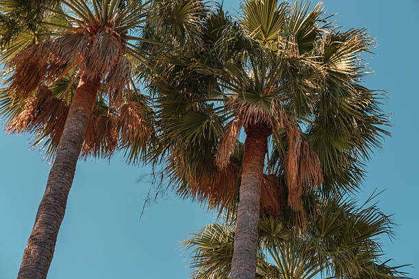 istock palm trees tall on blue sky background, summer tropical vacation concept 2212761226