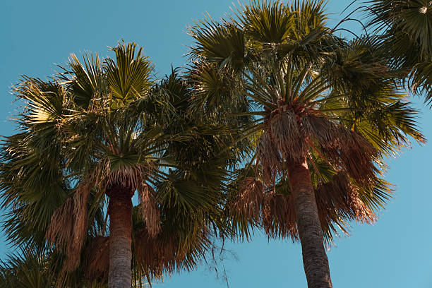 istock palm trees tall on blue sky background, summer tropical vacation concept 2212761229