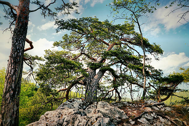A pine tree stands on a rocky outcrop, with branches spreading out amidst a backdrop of blue sky and scattered clouds. The bark is rugged, and the foliage is lush and green, indicative of a healthy tree. Surrounding the pine are smaller shrubs and rocks, possibly limestone, adding texture to the scene. The tree's prominent presence suggests a resilient adaptation to its mountainous environment, likely a location in Switzerland.