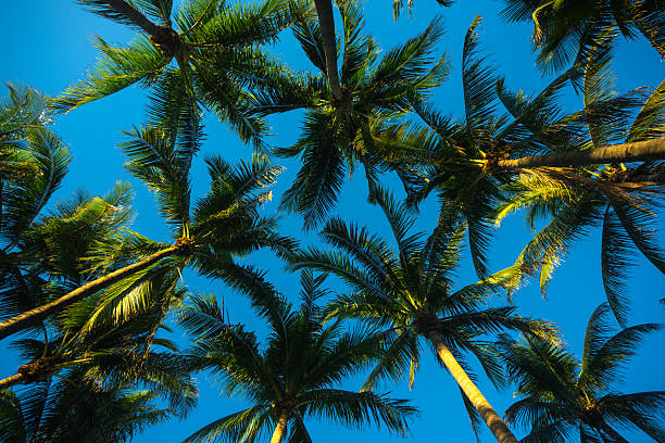 istock Tropical background. Green tropical palm texture. Palms leaf pattern. Nature tropical background. Summer background. Palm tree on blue sky. Tropical paradise. Exotic palm background. Jungle green. 2212762992