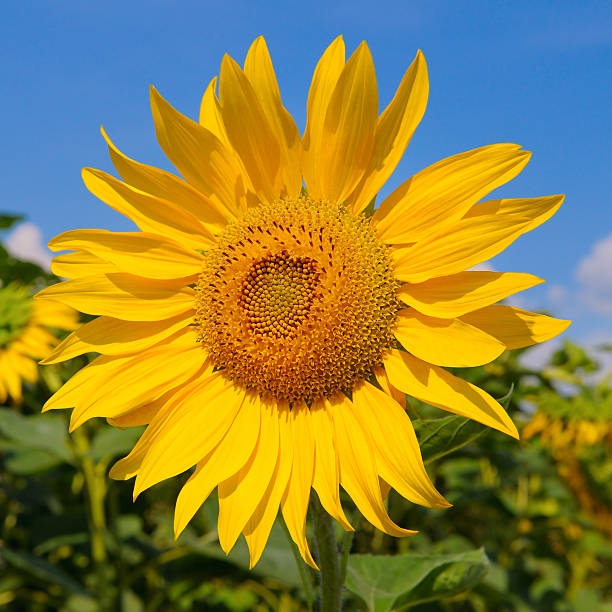 Sunflower fields landscapes on a bright sunny day with patterns formed in natural background.