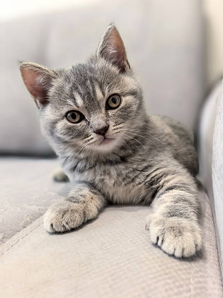 istock Charming Kitten Relaxing on a Comfortable Sofa. Made on smartphone. 2212769719