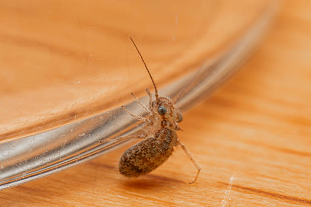Macro photograph of Cerobasis guestfalica, a tiny psocid commonly found indoors. This insect is part of the household microfauna and often goes unnoticed due to its small size and discreet behavior.