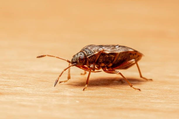 Macro photograph of Nysius huttoni, a seed bug from the Lygaeidae family, walking across a wooden table indoors. This urban and agricultural insect is often observed near human habitats.