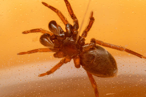 Horizontal image of a venomous brown recluse or fiddleback spider walking across a white background.