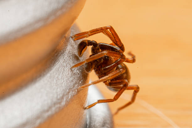Macro view of a Phrurolithus festivus, a small predatory spider commonly observed indoors in Europe. Documented in an urban habitat for entomological and biodiversity research.