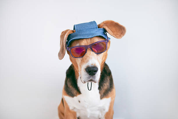 istock funny beagle dog in sunglasses 2212772125