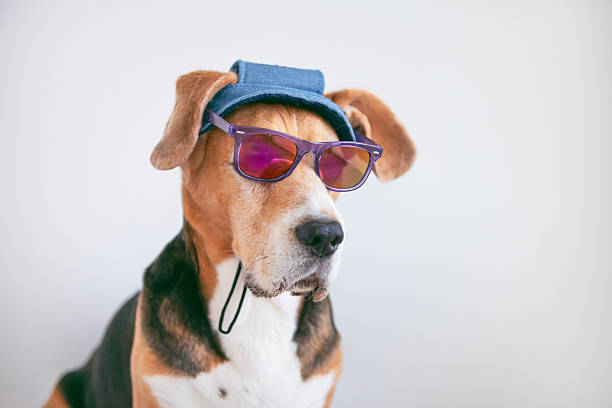 istock funny beagle dog in sunglasses 2212772135