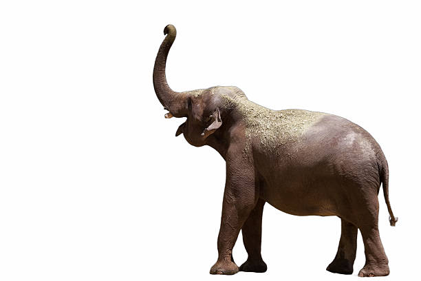 istock Large elephant with trunk raised in a natural habitat 2212772515