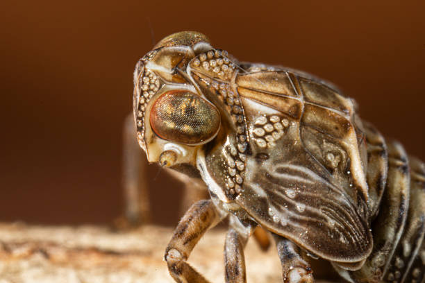istock Issus coleoptratus (Common Issid) jumping indoors 2212773555