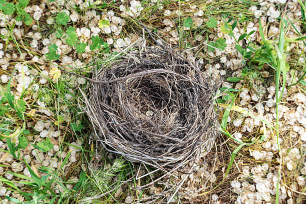 A bird's nest that fell from a tree in the wind lies on the ground among green grass and white fallen petals of flowering trees.