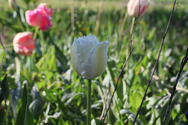 istock Pink parrot tulips on green background. 2212773878