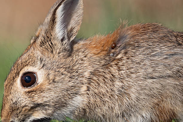 560+ Bloody Bunny Stock Photos and Royalty-Free Pictures - iStock