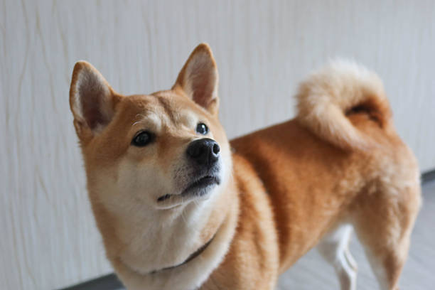 a Shiba Inu dog looking upwards with a curious expression. The dog's orange and white fur is well-defined, and its tail is curled over its back indoor in a room