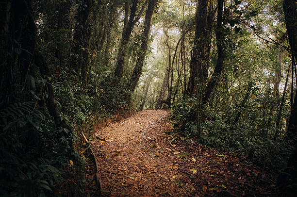 A captivating scene in Costa Rica’s cloud forest, where soft mist and dappled light filter through the dense canopy, creating a mystical and serene atmosphere. The fog gently envelops the lush greenery, while the interplay of light and shadows enhances the natural beauty of this tropical rainforest. The image captures the ethereal essence of the forest, highlighting its biodiversity and the tranquil, almost otherworldly ambiance that defines this unique ecosystem.
