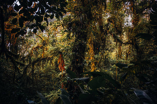 A captivating scene in Costa Rica’s cloud forest, where soft mist and dappled light filter through the dense canopy, creating a mystical and serene atmosphere. The fog gently envelops the lush greenery, while the interplay of light and shadows enhances the natural beauty of this tropical rainforest. The image captures the ethereal essence of the forest, highlighting its biodiversity and the tranquil, almost otherworldly ambiance that defines this unique ecosystem.