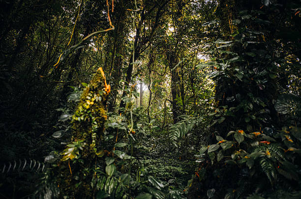 istock Enchanting Fog and Light Create Magical Scene in Costa Rican Cloud Forest 2212775525