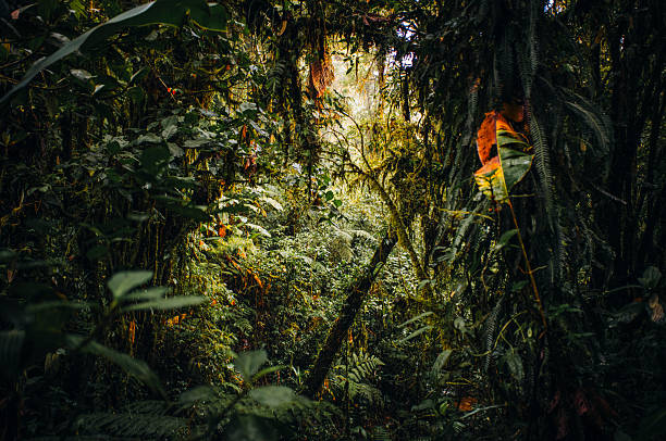 A captivating scene in Costa Rica’s cloud forest, where soft mist and dappled light filter through the dense canopy, creating a mystical and serene atmosphere. The fog gently envelops the lush greenery, while the interplay of light and shadows enhances the natural beauty of this tropical rainforest. The image captures the ethereal essence of the forest, highlighting its biodiversity and the tranquil, almost otherworldly ambiance that defines this unique ecosystem.