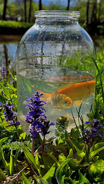 istock River fish in a balloon on the shore of a pond 2212778537