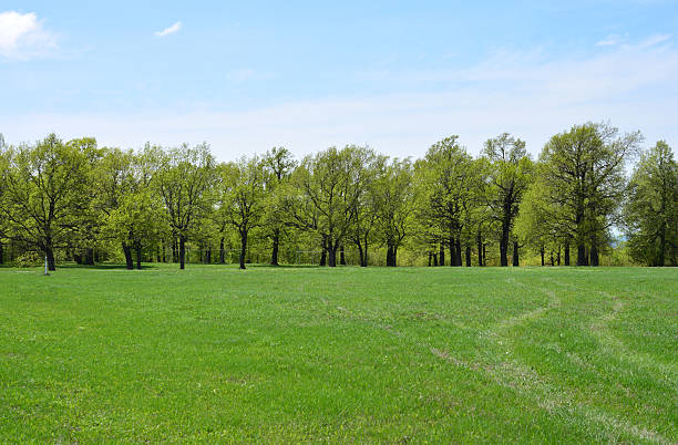 istock A lush green meadow with trees and a blue sky 2212778643