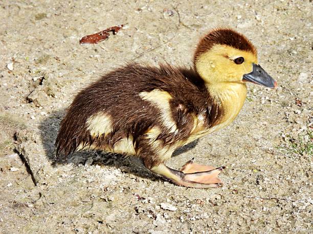Muscovy Duck - young duck