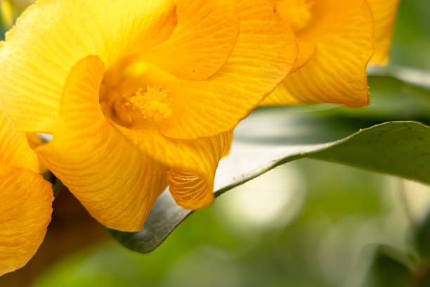 close up of tropical yellow flower
