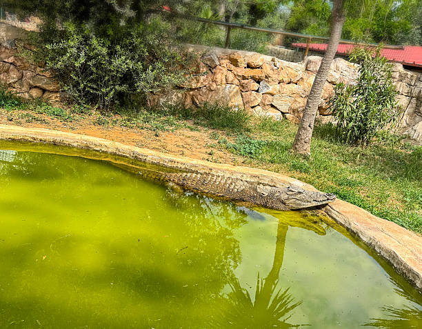 Crocodile Resting Still Beside Murky Green Waters