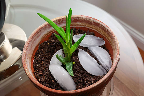 istock Ice Cubes Inside Of A Houseplant 2212783509