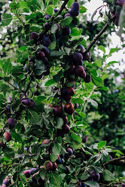 istock Plum tree laden with ripe fruit in a lush orchard during the late summer afternoon 2212783761