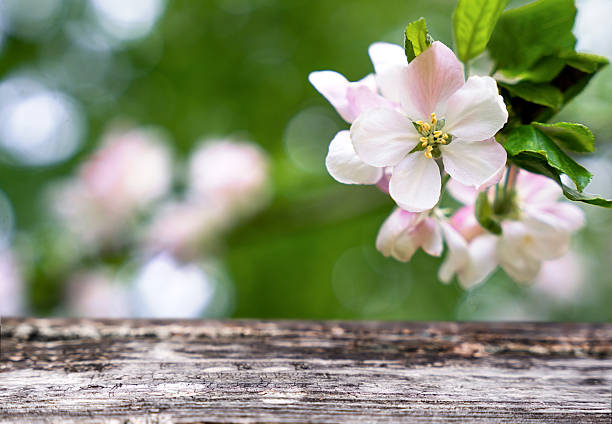 Spring background. Branch of a blossoming apple tree and wooden background. Copy space. Selective focus.