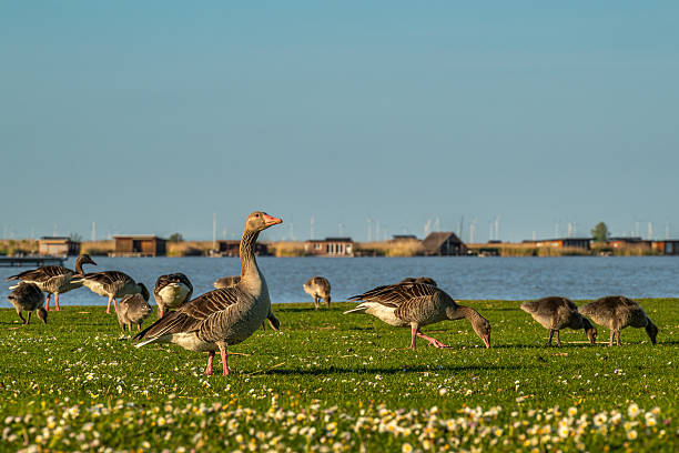 istock Greylag geese grazing on lakeside meadow at sunset 2212785027