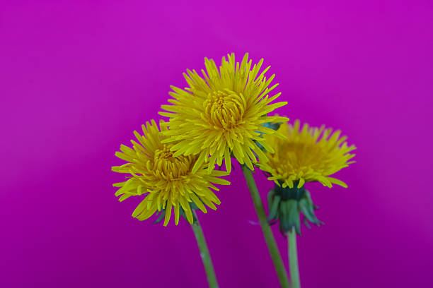 Three bright yellow dandelion flowers on a saturated pink background. Green stems support the fluffy inflorescences. The contrast of colors emphasizes spring freshness.