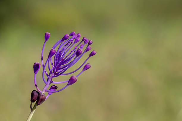 istock A tassel hyacinth or tassel grape hyacinth with soft green background under sunlight. Copy space. Springtime in Greece. Leopoldia comosa or Muscari comosum. 2212786947