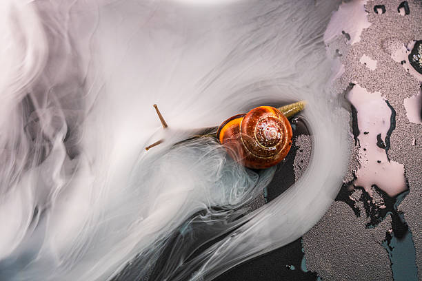 Colorful snail sliding through misty surface.