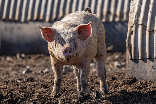 A close up of a pig in rural Sussex, urinating whilst looking at the camera