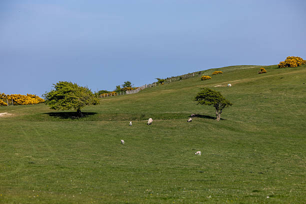 Sheep grazing around a dew pond on Ditchling Beacon, with gorse bushes in bloom and a blue sky overhead
